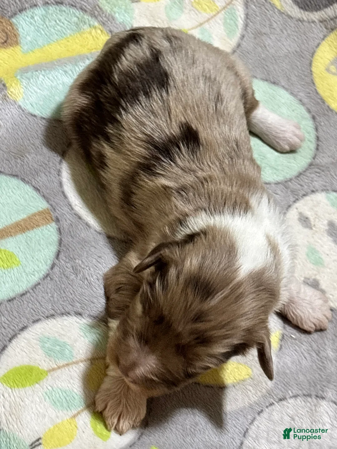 Mini Aussiedoodle dogs for sale: Truffles - Ad 2