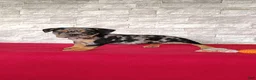 Beabull dogs for sale: Olivia - Ad 3