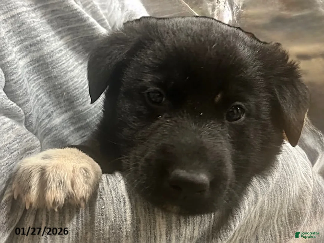 Mixed Breed dogs for sale: Quincy - Ad 2