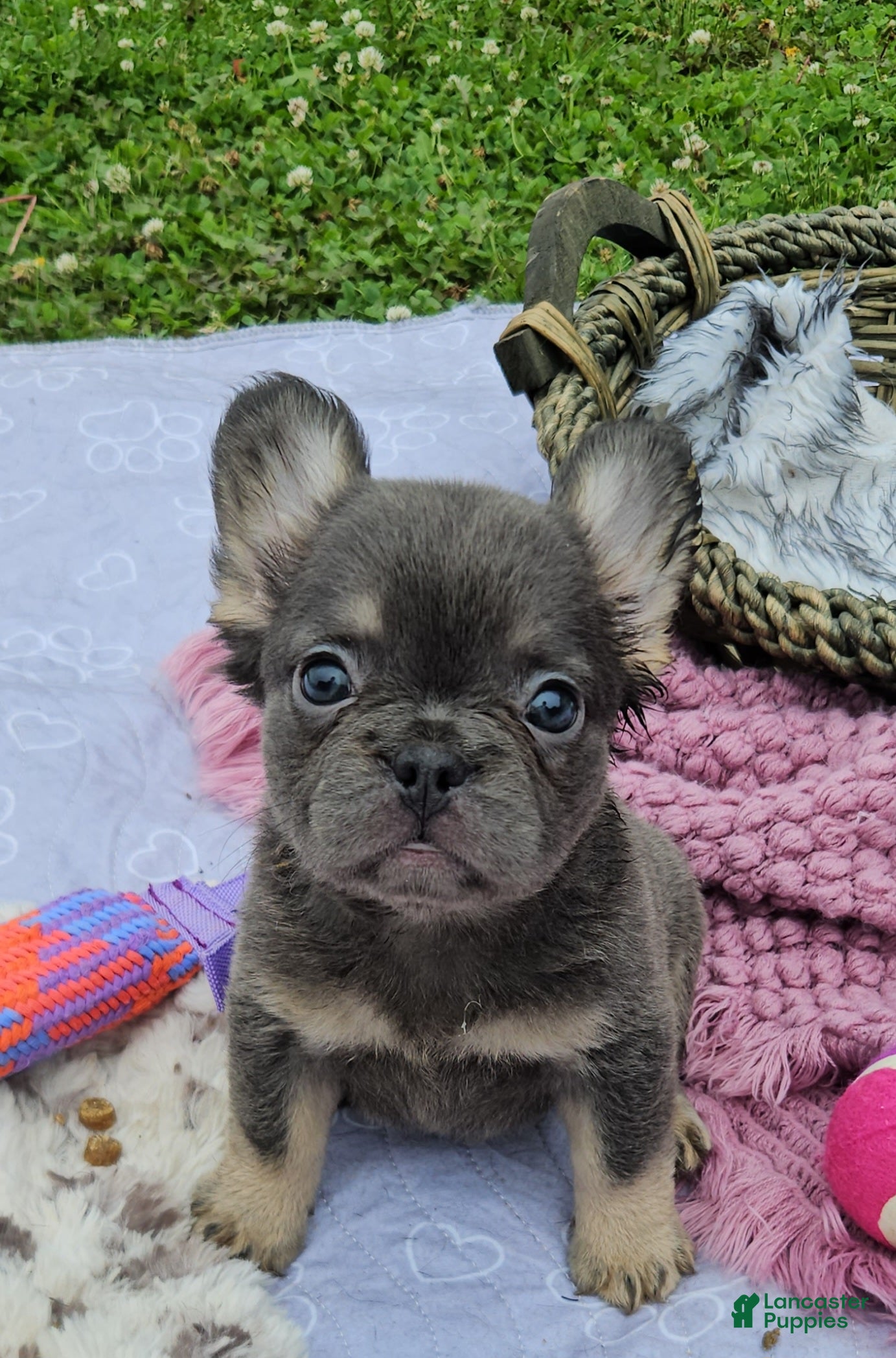 French Bulldog dogs French Bulldog Puppy 9 - Ad 1
