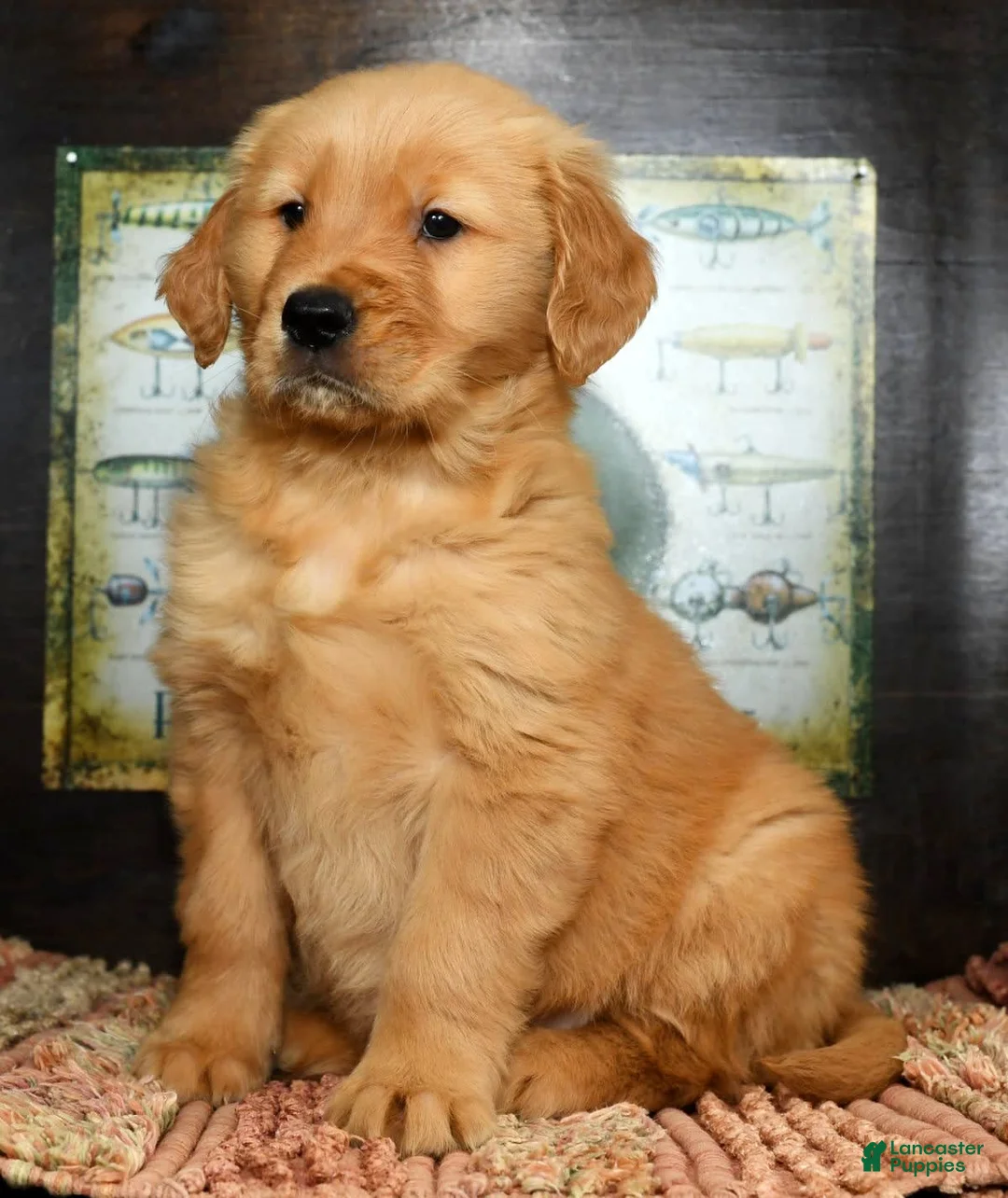 Gallery Image {{count}}