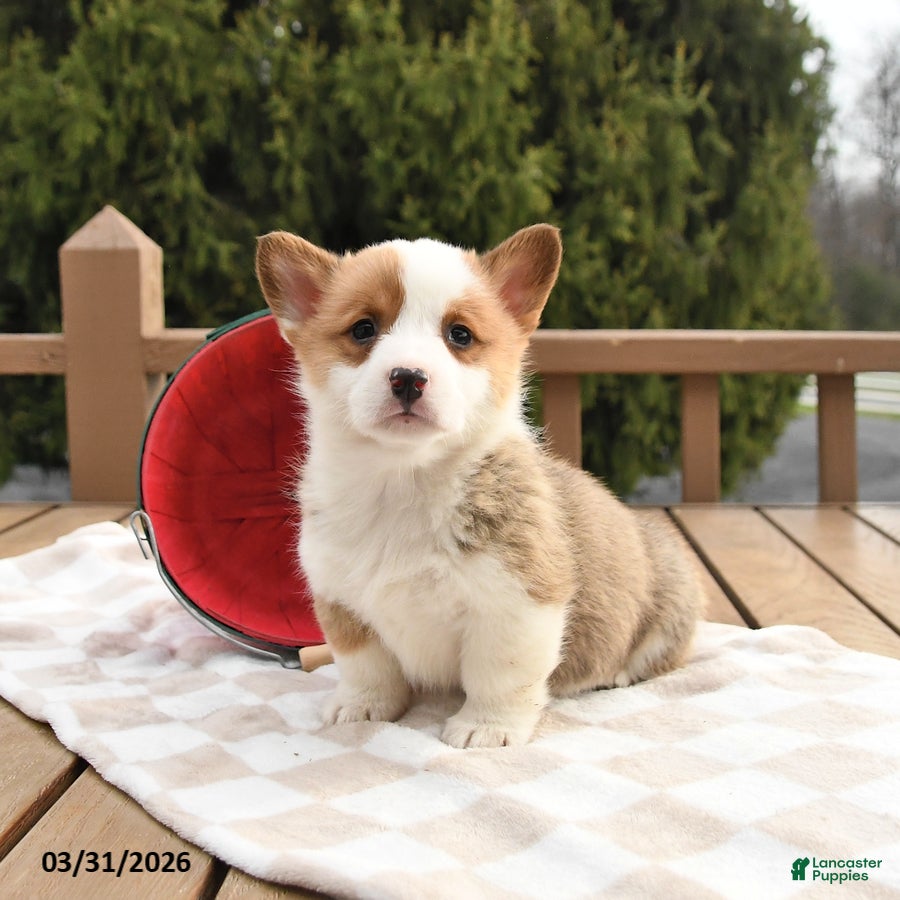 Welsh Corgi Pembroke dogs Sammy - Ad 2