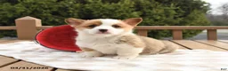 Welsh Corgi Pembroke dogs for sale: Sammy - Ad 2