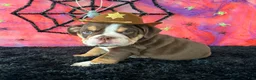 English Bulldog dogs for sale: Apolo - Ad 7