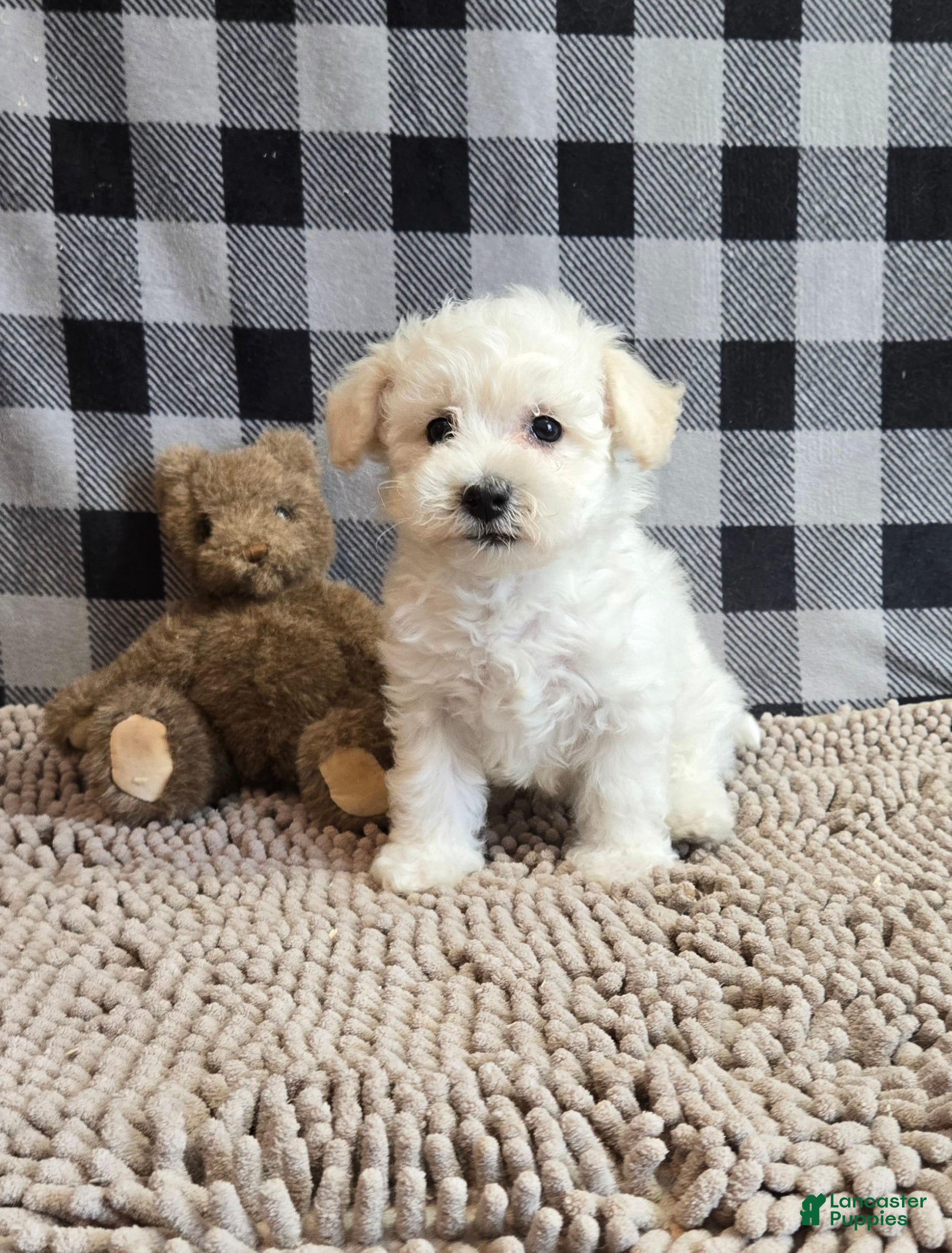Bichon Frise dogs Lilly - Ad 1