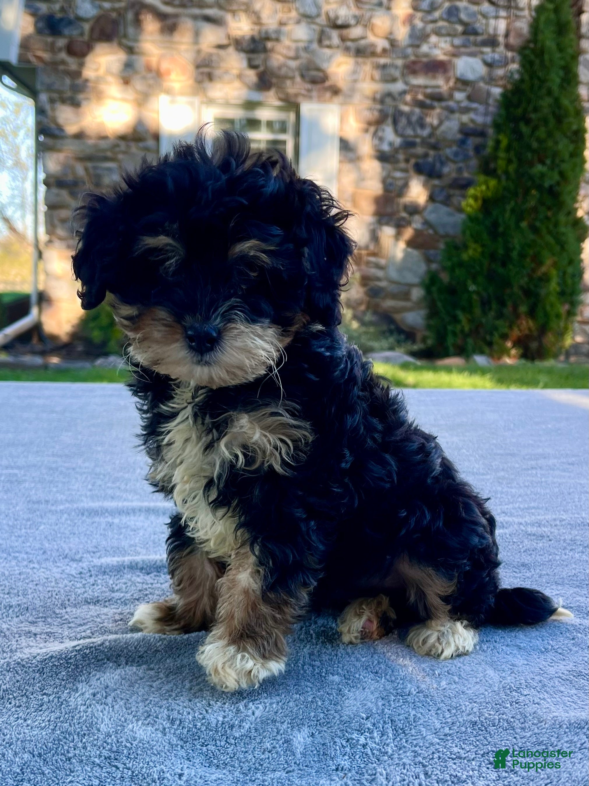 Mini Bernedoodle dogs Kitty - Ad 1