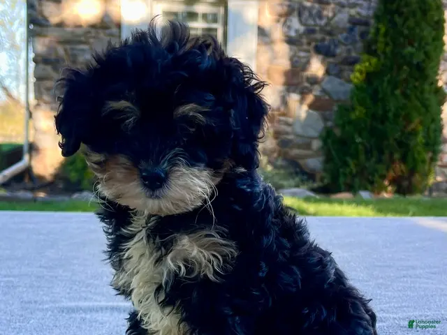 Mini Bernedoodle dogs Kitty - Ad 1
