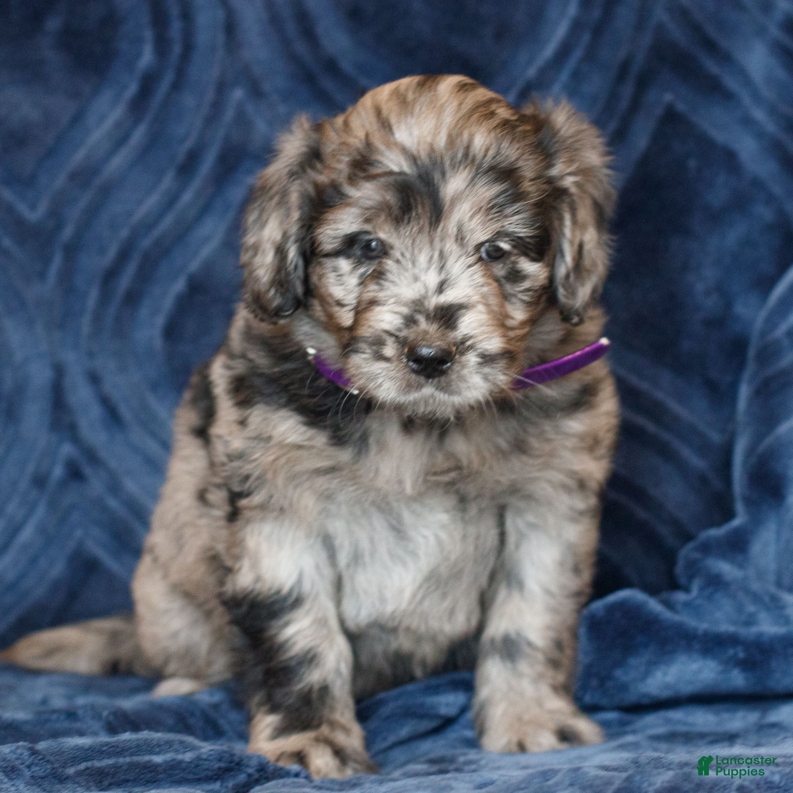 Mini Goldendoodle dogs Kathy  - Ad 1