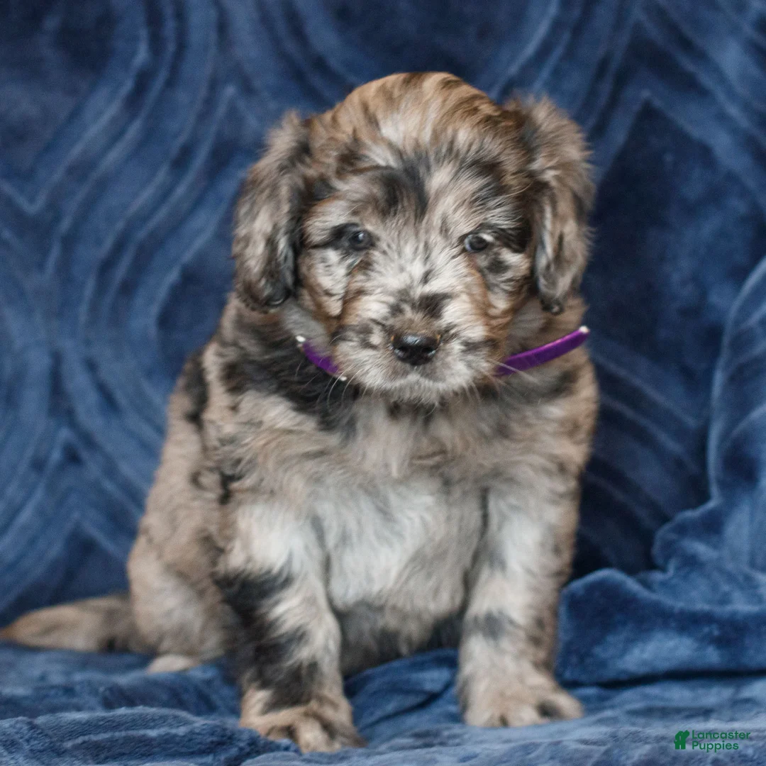 Mini Goldendoodle dogs for sale: Kathy  - Ad 1