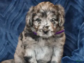 Mini Goldendoodle dogs for sale: Kathy - Ad 3