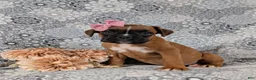 Boxer dogs for sale: Raina - Ad 3