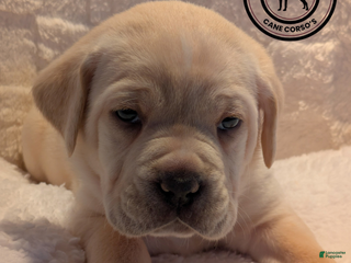 Cane Corso dogs Green - Ad 37