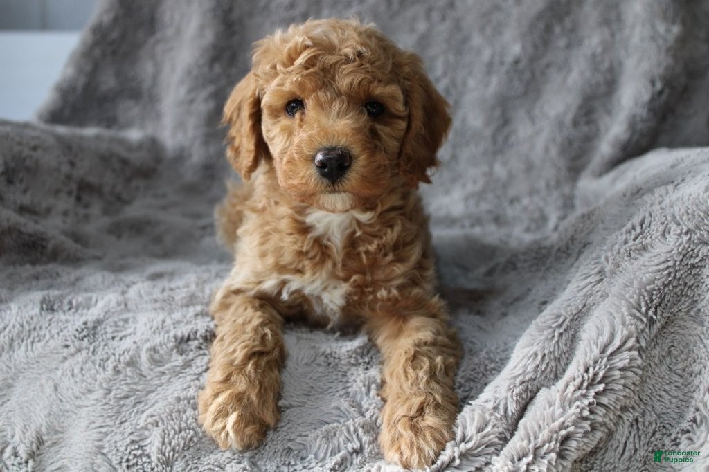 Mixed Breed dogs CavaPooChon Male - JACK - Ad 22