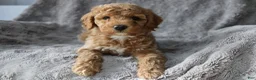 Mixed Breed dogs for sale: CavaPooChon Male - JACK - Ad 1