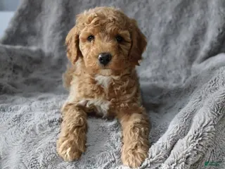 Mixed Breed dogs CavaPooChon Male - JACK - Ad 25