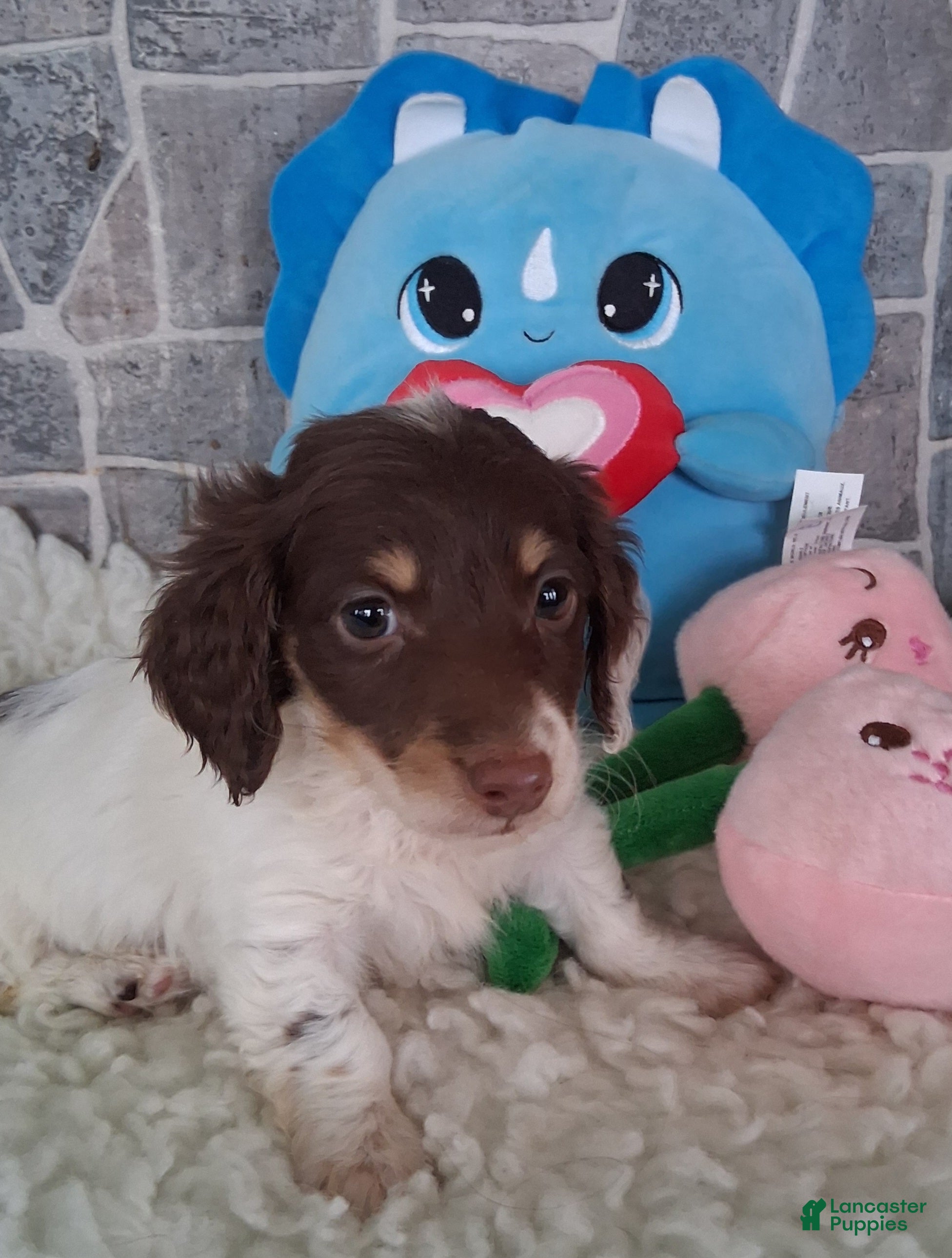 Miniature Dachshund dogs Little Peanut AKC - Ad 1