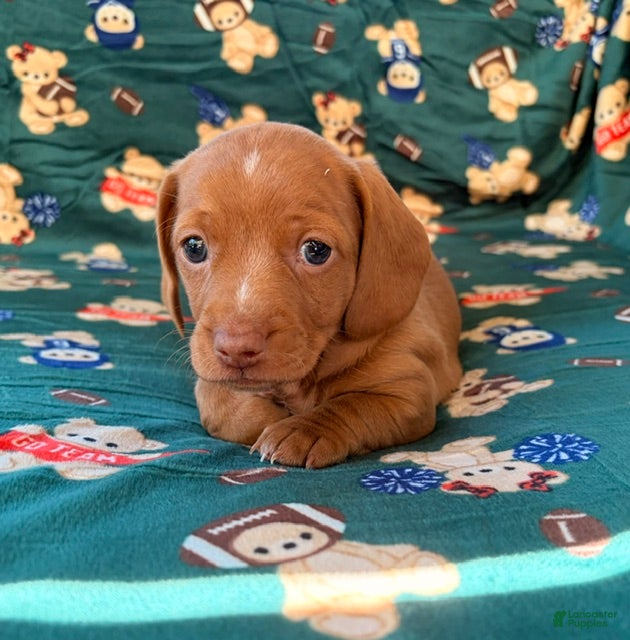 Miniature Dachshund dogs THOR - Ad 2