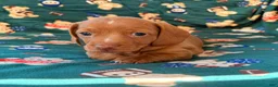 Miniature Dachshund dogs for sale: THOR - Ad 2