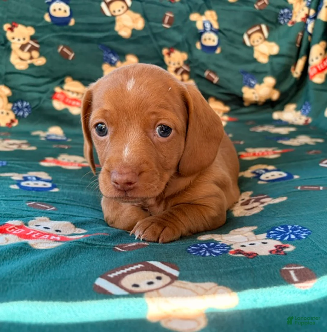 Miniature Dachshund dogs for sale: THOR - Ad 2