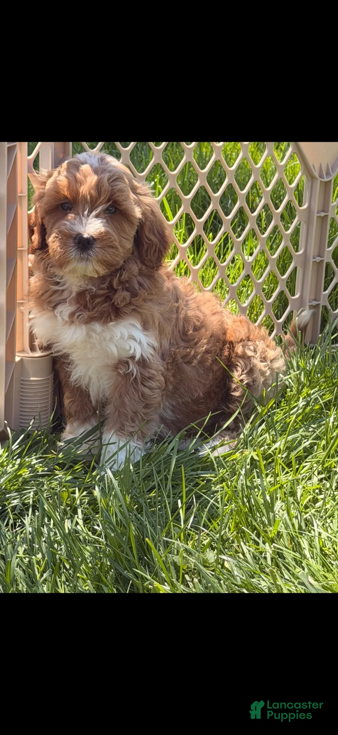 Mini Goldendoodle dogs for sale: Honey - Ad 8