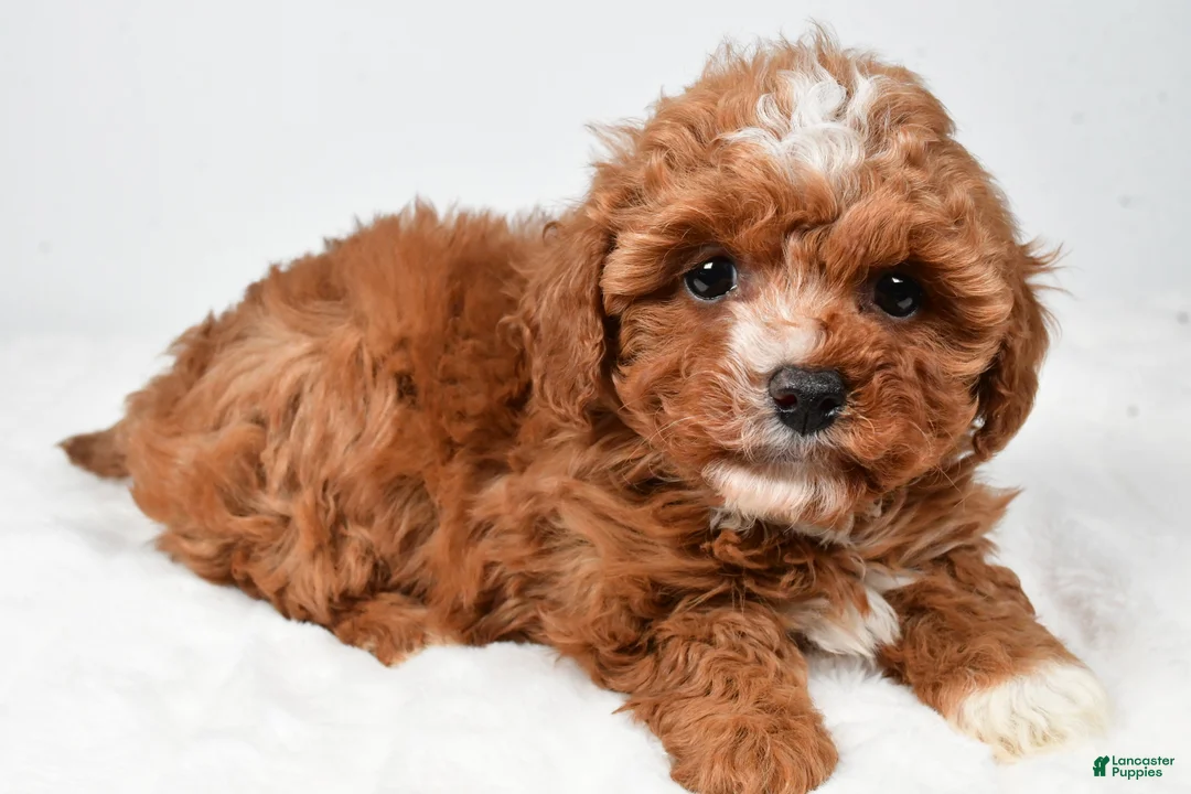 Cavapoo dogs for sale: Roxy - Ad 2