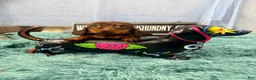 Miniature Dachshund dogs for sale: Champion bred long coat female - Ad 4