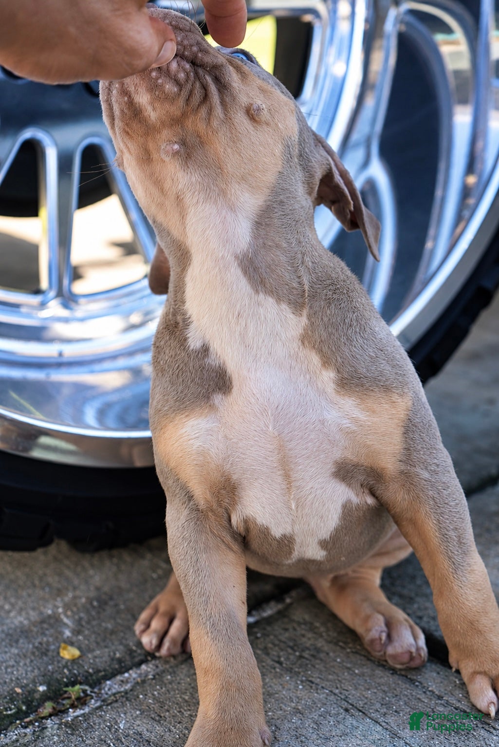 American Bully dogs American Bully 11 - Ad 2