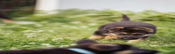 German Shepherd dogs for sale: Princess - Ad 28