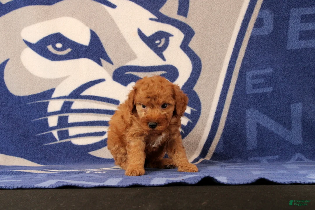 Mini Goldendoodle dogs for sale: Rose - Ad 2