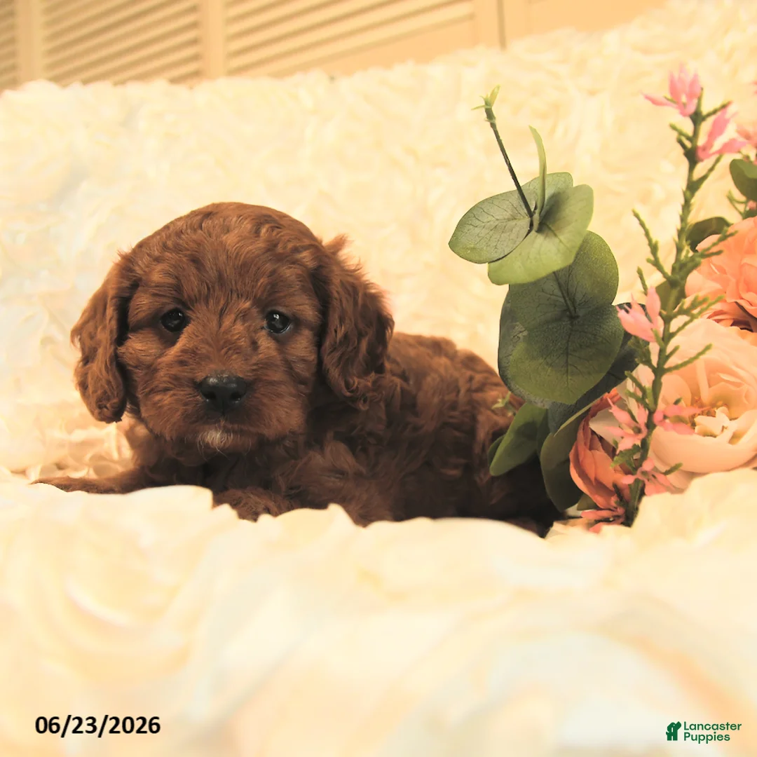 Cavapoo dogs for sale: Calvin - Ad 5