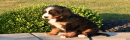 Bernese Mountain Dog dogs for sale: Teddy - Ad 4