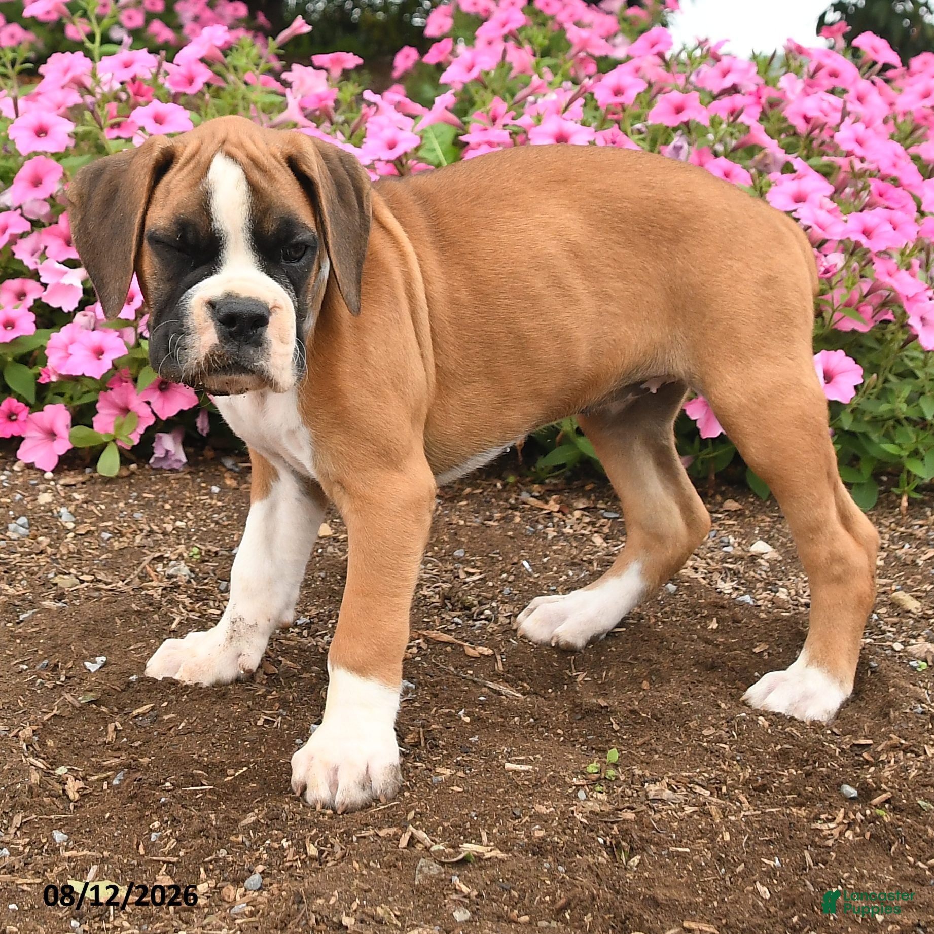 Boxer dogs Tia  - Ad 2