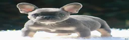 French Bulldog dogs for sale: Freddie  - Ad 9