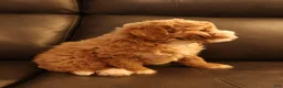 Bichpoo dogs for sale: Buff - Ad 3