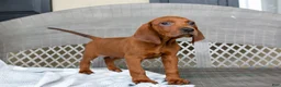 Redbone Coonhound dogs for sale: Beau - Ad 4