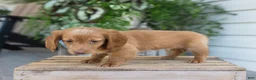 Dachshund dogs for sale: Winston - Ad 6