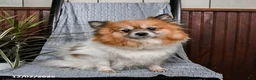 Pomeranian dogs for sale: Crescent - Ad 6