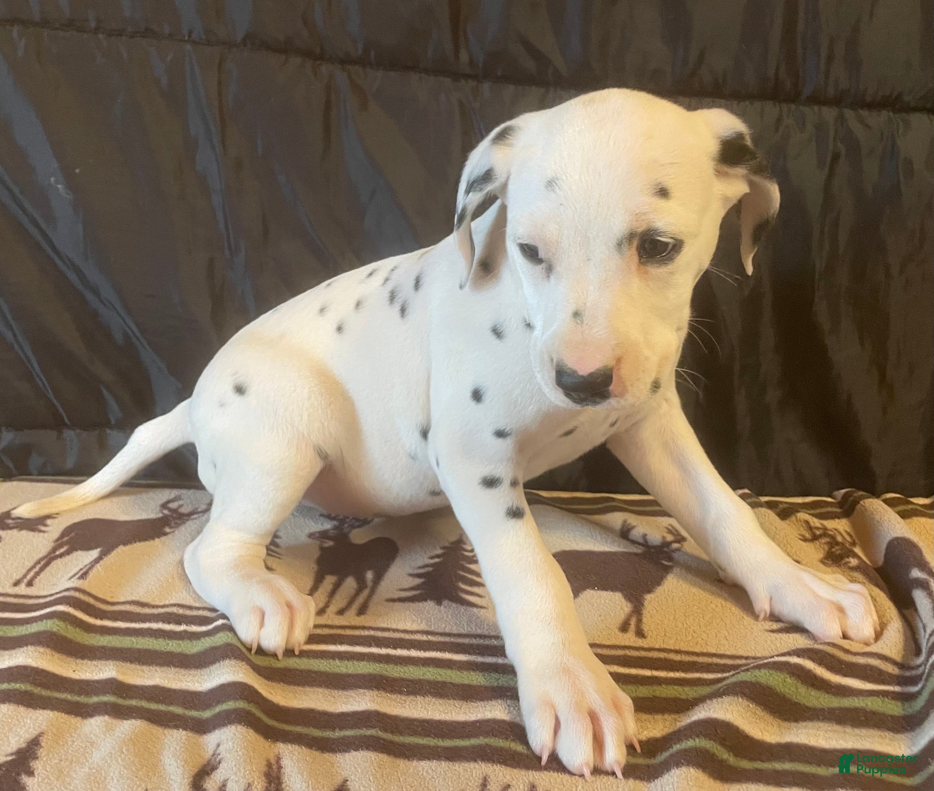 Dalmatian dogs Maple - Ad 2
