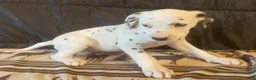 Dalmatian dogs for sale: Maple - Ad 2