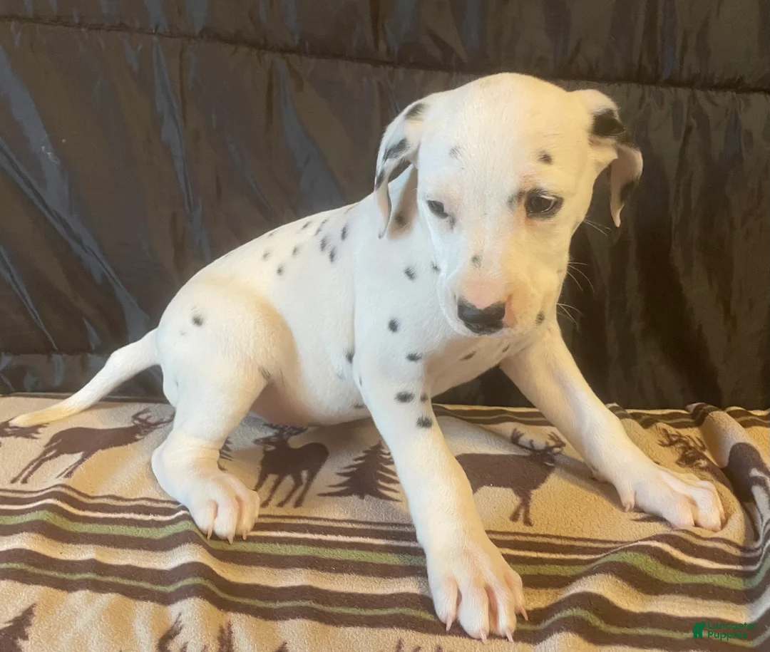 Dalmatian dogs for sale: Maple - Ad 2