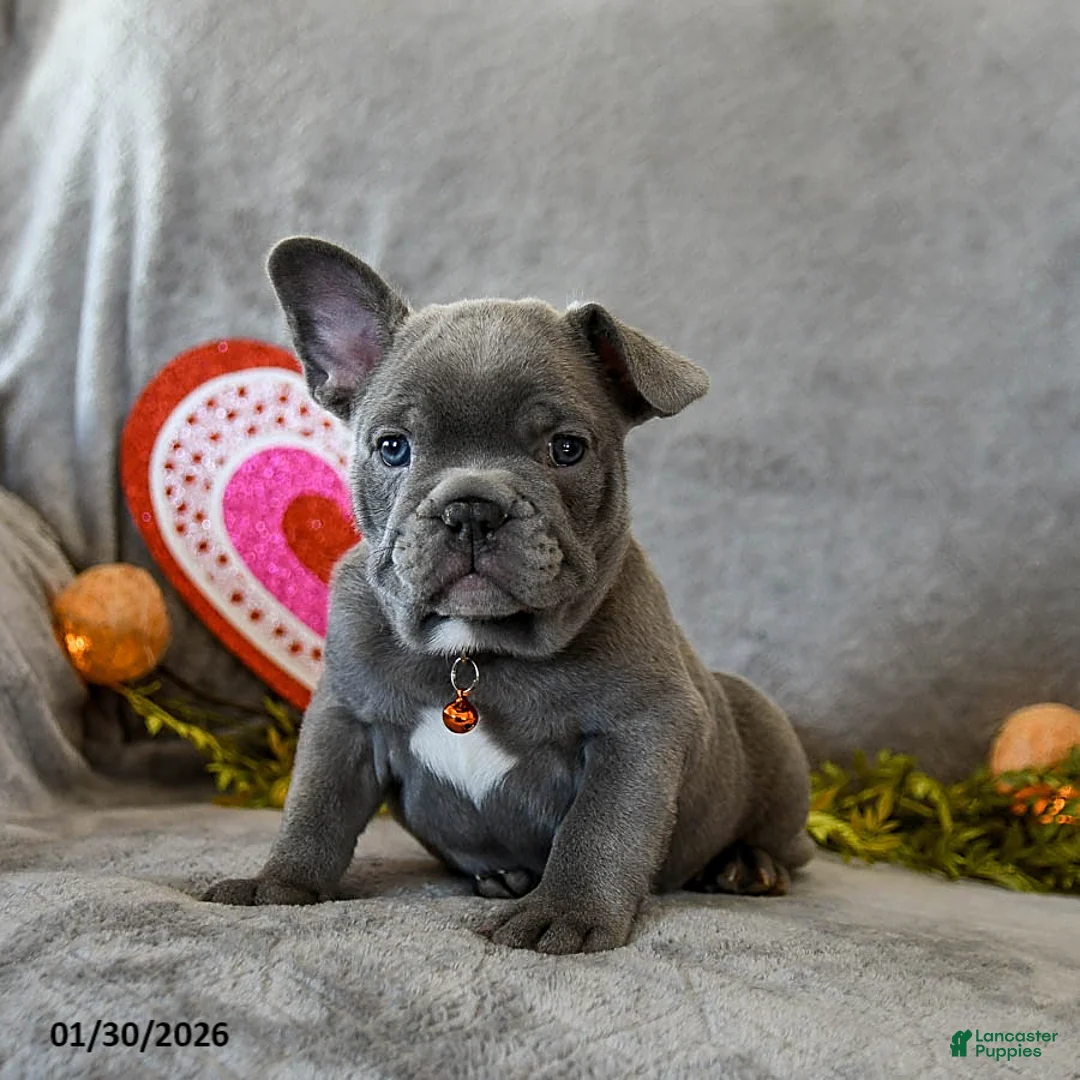 French Bulldog dogs for sale: Winston - Ad 3