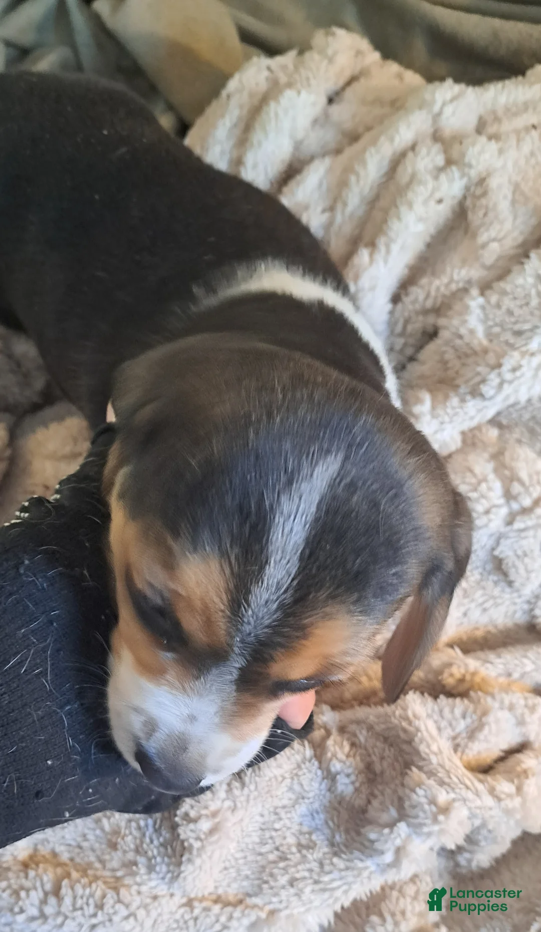 Beagle dogs for sale: Beagle Puppy 1 - AKC registrable - Ad 1
