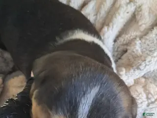 Beagle dogs Beagle Puppy 1 - AKC registrable - Ad 1