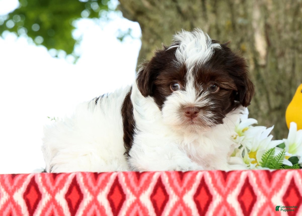 Havanese dogs for sale: Lucky - Ad 3