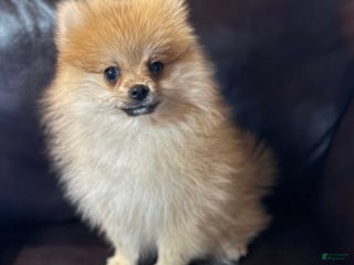 Pomeranian dogs - Ad 23