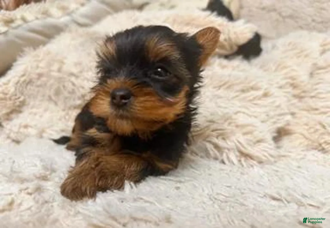 Yorkshire Terrier dogs for sale: Eli - Ad 19