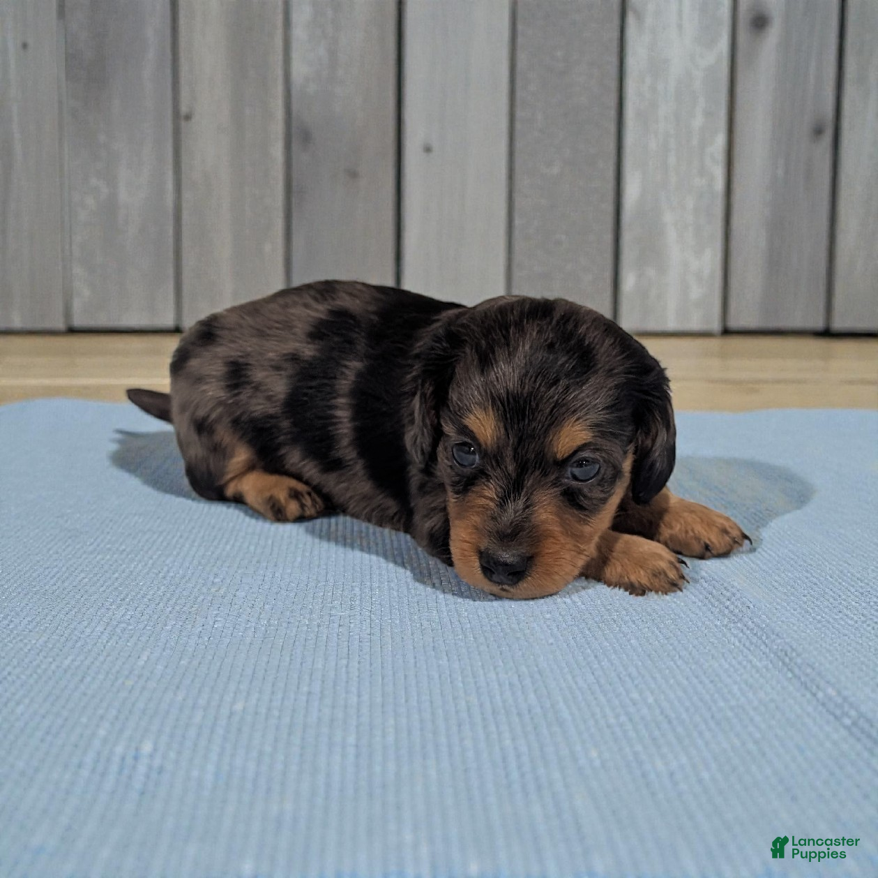 Miniature Dachshund dogs Peanut - Ad 2