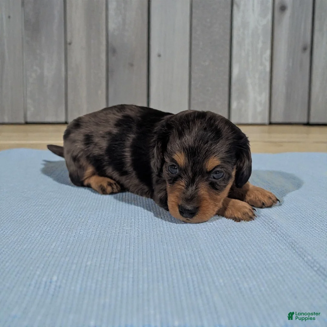 Miniature Dachshund dogs for sale: Peanut - Ad 2