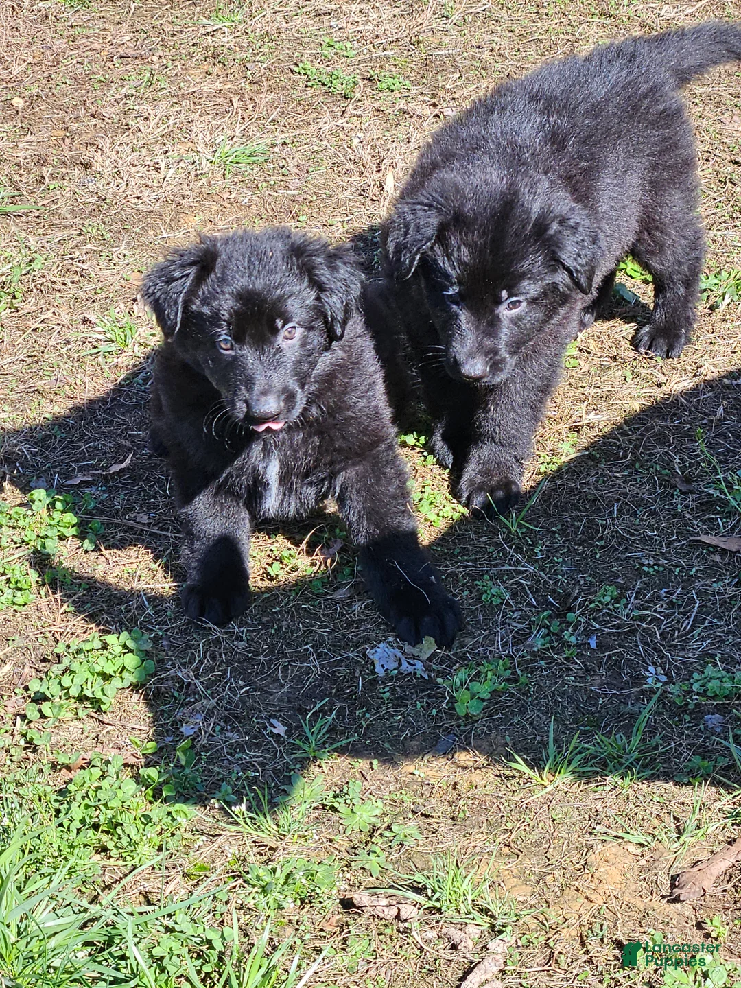 German Shepherd dogs for sale: German Shepherd Puppy 4 - Ad 6