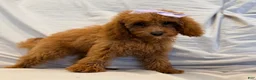 Miniature Poodle dogs for sale: Millie- Genetically health tested Parents/Potty Training - Ad 5